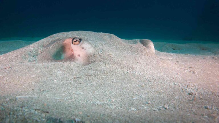 Baby Neonate (newly-hatched) deepwater ghost shark discovered off South Island