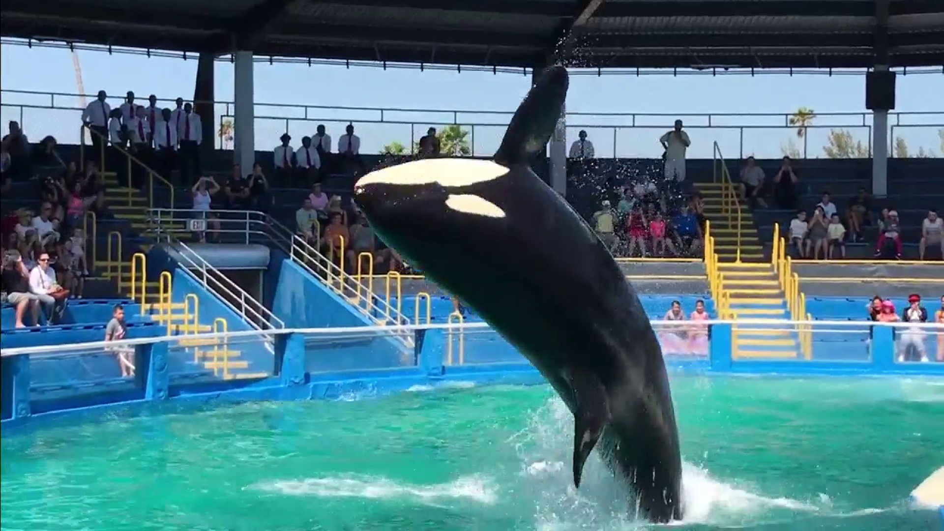 Lolita the Orca: A Journey from Captivity to Freedom - South Florida Digest