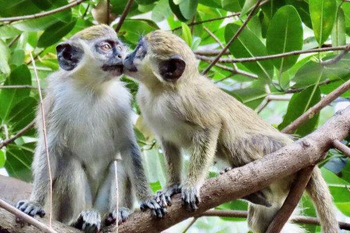 dania-monkeys-newsdesk
